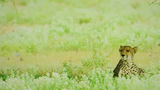 حیات وحش آفریقا | طبیعت وحشی بوتسوانا + صداهای حیوانات
