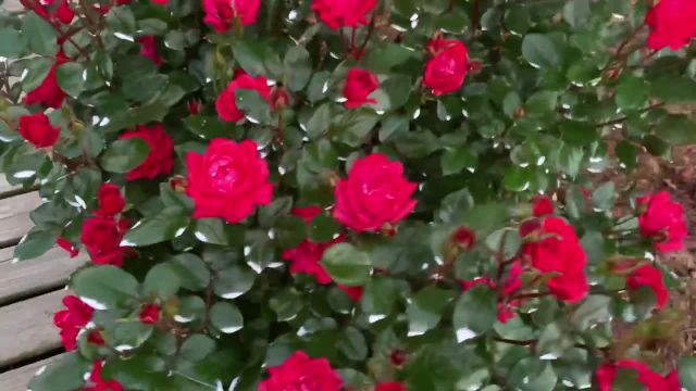 پرورش گل رز با 3 روش ساده