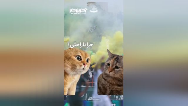 شمس‌آذر با طنزی سرشار به تعطیلی نیم فصل واکنش نشان داد