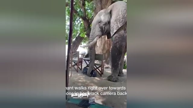 فیل کنجکاو کیف دوربین یک بازیدکننده را برداشت | ویدئو
