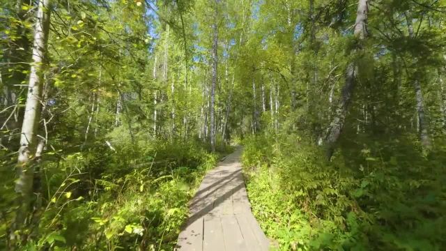 طبیعت گردی آرامش بخش در پارک ملی زوراتکول | گوش دادن به صداهای جنگل تابستانی