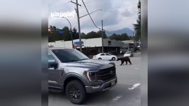 قدم زدن خرس قهوه‌ای در خیابان‌ های ونکوور