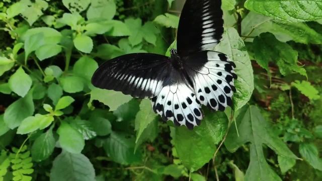 ویدیوی وضعیت واتساپ از طبیعت کوتاه 30 ثانیه ای | عاشق پروانه های رنگارنگ