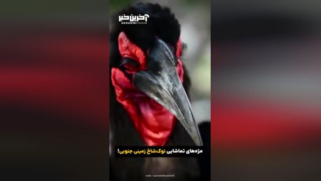 مژه های تماشایی با نوک شاخ زمینی: رازی برای چشمان جذاب