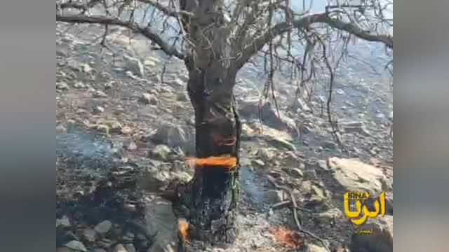 آتش سوزی جنگل ها و مراتع گچساران | ویدیو
