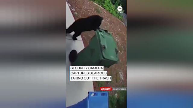 کلیپ با مزه خرس سیاه  برای باز کردن درب سطل زباله | ویدیو