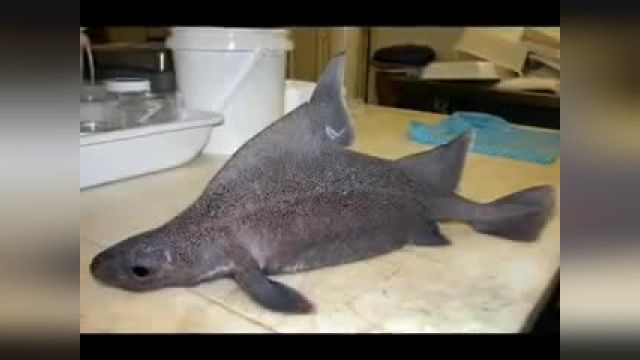Tsunami Fish Strange