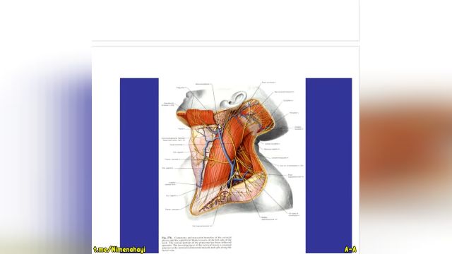 وبینار عناصر سطحی ناحیه کاروتید گردن | جلسه پنجم (بخش 1) | آناتومی سر و گردن