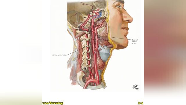 وبینار غلاف کاروتید | جلسه پنجم (بخش 2) | آناتومی سر و گردن