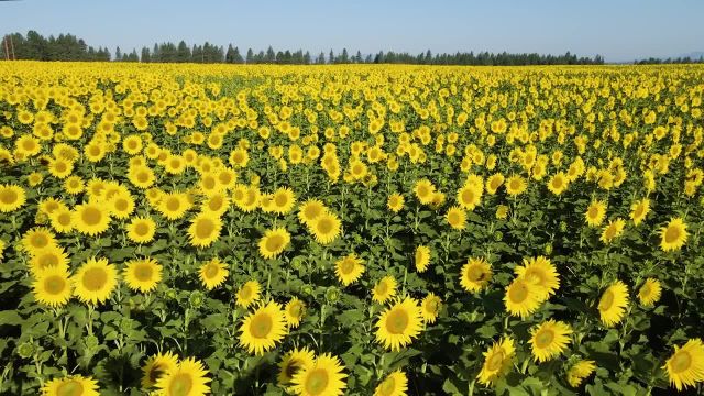 زیبایی واشنگتن | مزارع دیدنی و جذاب گل آفتابگردان در شرق واشنگتن