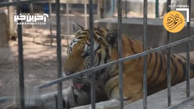 باغ وحش عراق | شرایط سخت حیوانات در تنها باغ وحش بغداد