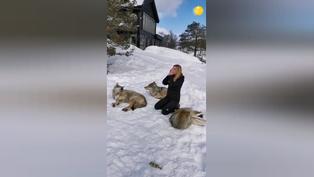 دوستی عجیب و غریب یک زن با گرگ‌های وحشی | ویدیو