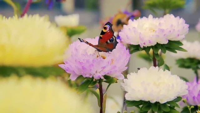 گلهای خیره کننده | مناظر شگفت انگیز طبیعت و بهترین موسیقی آرامش بخش • 3 ساعت