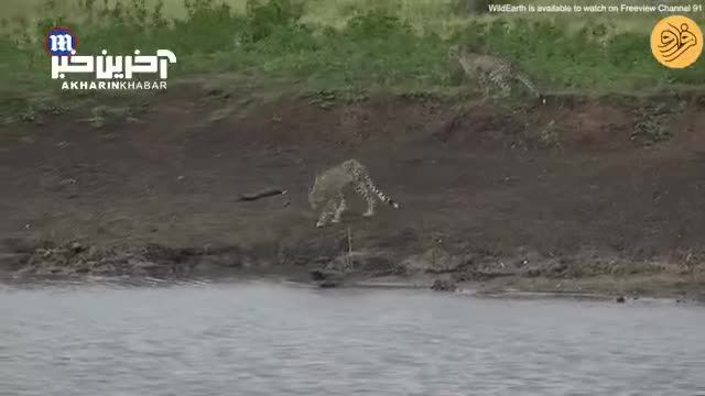 شکار یوزپلنگ توسط تمساح قاتل