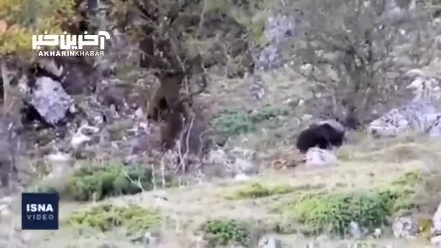 پرسه زنی خرس مادر و توله‌ هایش در ارتفاعات سوادکوه
