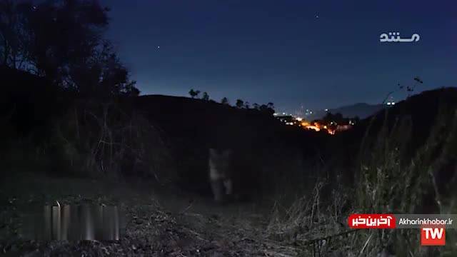 گرفتار شدن یک شیر کوهی در مرکز شهر | ویدیو