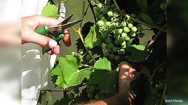چرا باید شاخه‌ های سبز انگور را هرس کنیم؟