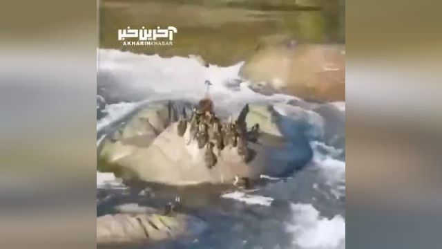 صحنه ای زیبا از رد شدن اردک و جوجه هایش از رودخانه