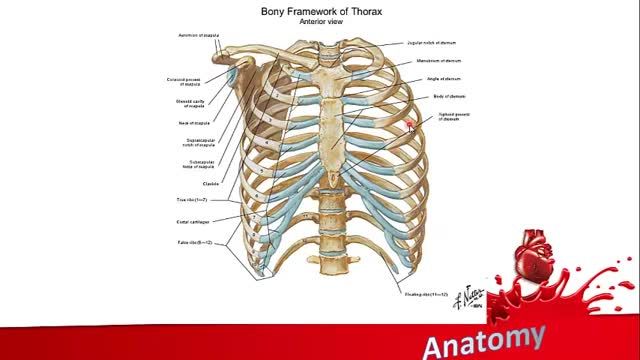 جدار قفسه سینه (Chest wall) | آموزش علوم تشریح (آناتومی) اسکلتی - عضلانی | جلسه پنجم (1)
