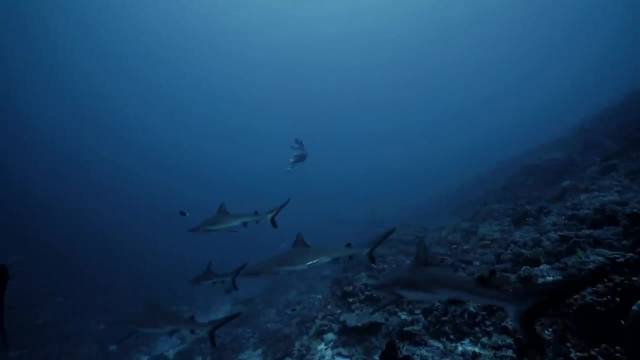 تجربه دنیای زیر آب از چشمان یک غواص آزاد