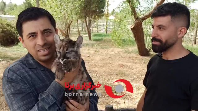 تولد اولین توله شیر کوهی (پوما) ایران در صفادشت