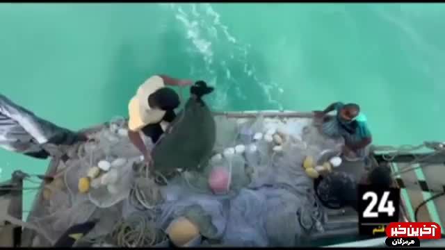 صید مرغوب میگوی خلیج فارس در آبهای هرمزگان