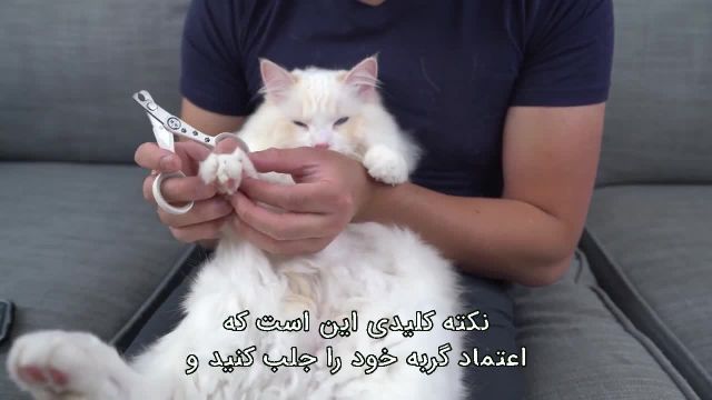 آموزش گرفتن ناخن گربه