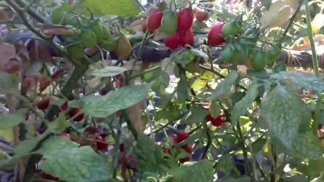 نکات مهم در کاشت و نگهداری گوجه فرنگی