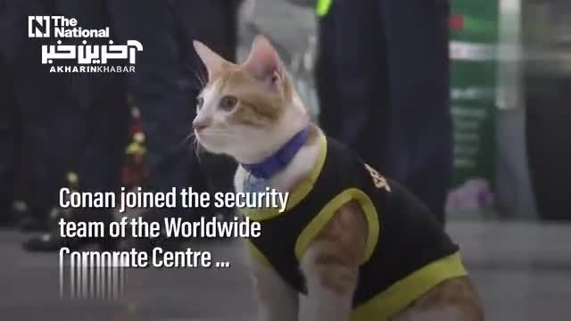 استخدام گربه های ولگرد به عنوان نگهبانان امنیتی