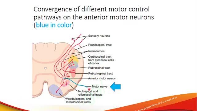 اعمال کنترلی قشر مغز و ساقه مغز بر سیستم حرکتی | آموزش فیزیولوژی اعصاب | جلسه بیست و سوم (4)