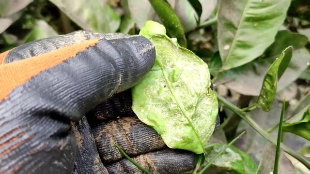 راهکارهای موثر برای از بین بردن مگس سفید و سایر حشرات در تابستان برای جلوگیری از ریزش میوه ها