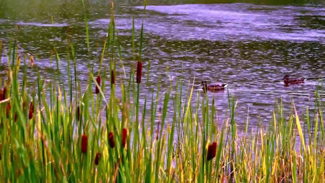صدای باران روی دریاچه | صداهای آرامش بخش باران