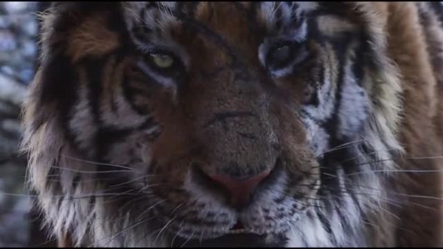 تریلر فیلم قصه ببر شکارچی پیر The Tiger 2015