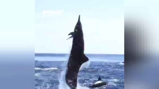 تصویری زیبا از لحظه پرش دلفین