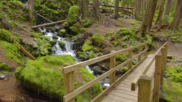 زیبایی طبیعت کانادا | فیلم آرامش کوه‌ ها، دریاچه‌ ها، جنگل‌ ها و آبشارها | قسمت 7