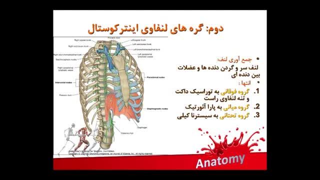 آناتومی عروق خونی | آموزش علوم تشریح آناتومی قلب و عروق | جلسه هشتم (11)