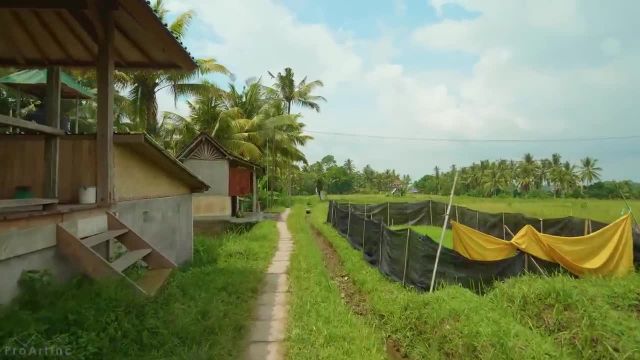 تور پیاده‌ روی مجازی بالی | مناظر جنگل‌ های بارانی اندونزی و دهکده‌ های محلی