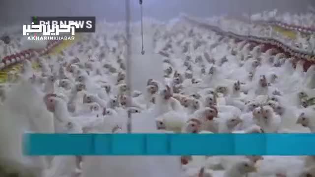 پیگیری صداوسیما از چالش‌های تولید و عرضه مرغ