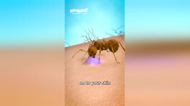 تماشای انیمیشن جذاب: نحوه گرفتن گاز توسط مورچه