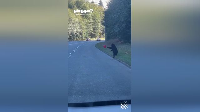 بازی کردن بچه خرس بازیگوش با یک بادکنک در کنار جاده | ببینید