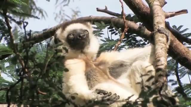 طبیعت ماداگاسکار دوست داشتنی - جزیره لمورها را در این ویدیو ببینید!