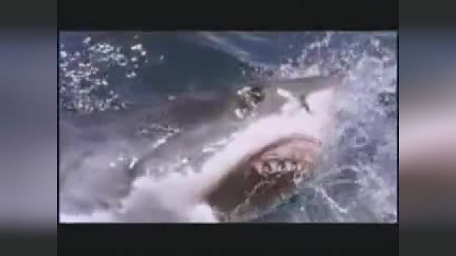 ＜サメ－Shark080－＞メガロドン4