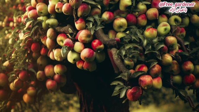درخت سیب در ایران و افغانستان چگونه هرس میشود؟