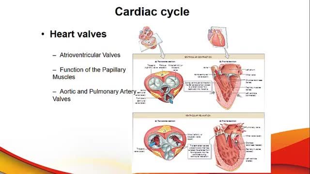 آموزش فیزیولوژی قلب | جلسه سوم (بخش 2) | سیکل کامل قلبی