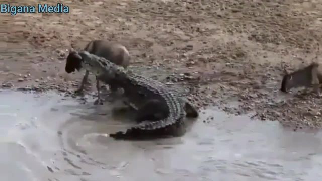 تمساح یا ماشین کشتار؟ | لحظات دیدنی از شکار کردن تمساح را در این ویدیو ببینید!