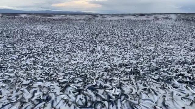 تصاویری تکان دهنده از مرگ هزاران ماهی‌ در ژاپن