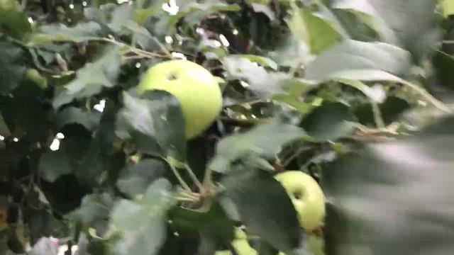 روشهای مبارزه با بیماری درختان سیب، به و گلابی