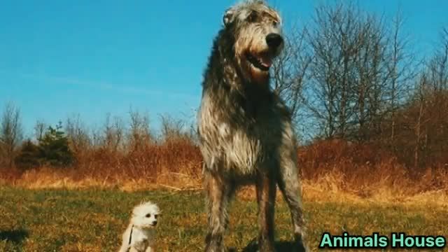 معرفی 10 تا از بزرگ ترین نژادهای سگ در  دنیا