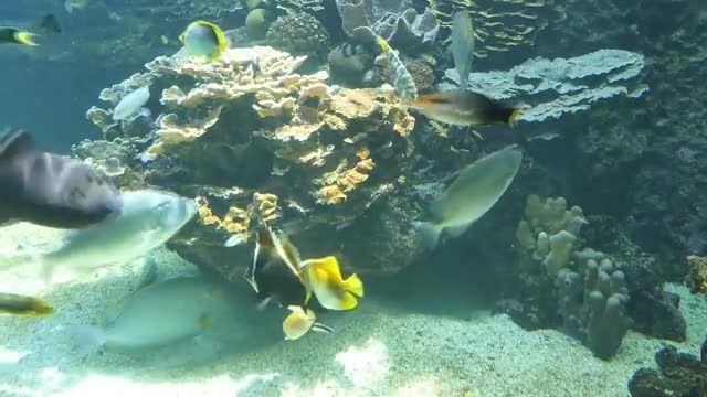 ماهی آرامش بخش با صخره های مرجانی | موسیقی آرام و دلپذیر