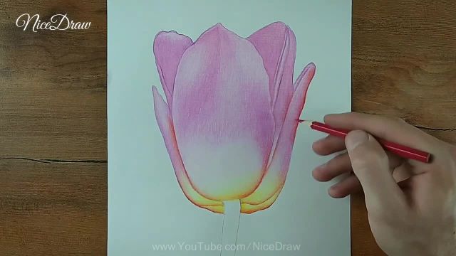 یاد بگیرید چگونه یک گل لاله خیره کننده را با مداد رنگی بدون زحمت بکشید